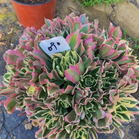 白凤朵朵多肉植物90多肉