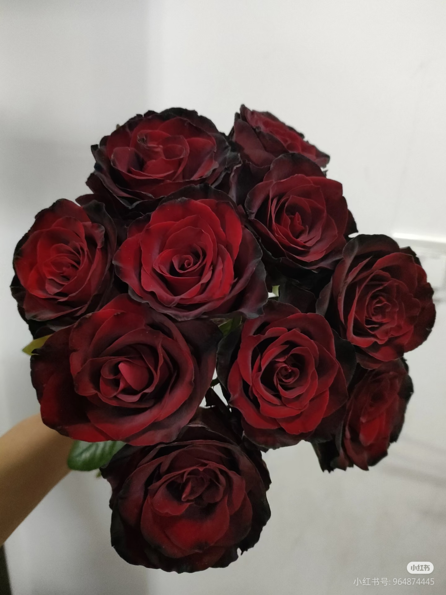 A级稀有黑皮诺 两单包邮