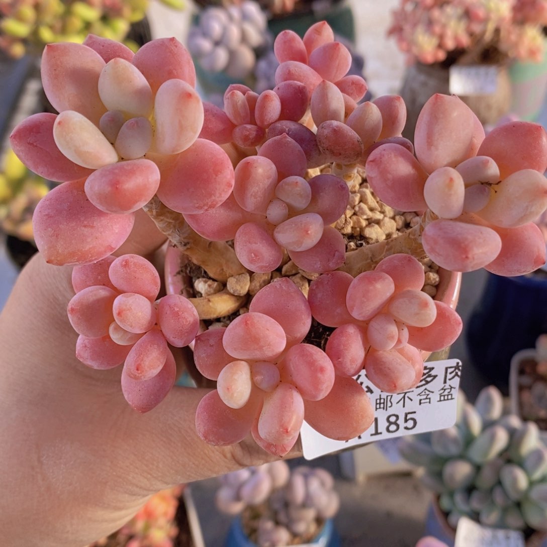 樱花洛神10cm185多肉植物