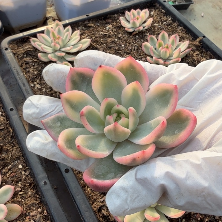 粉香槟锦多肉植物