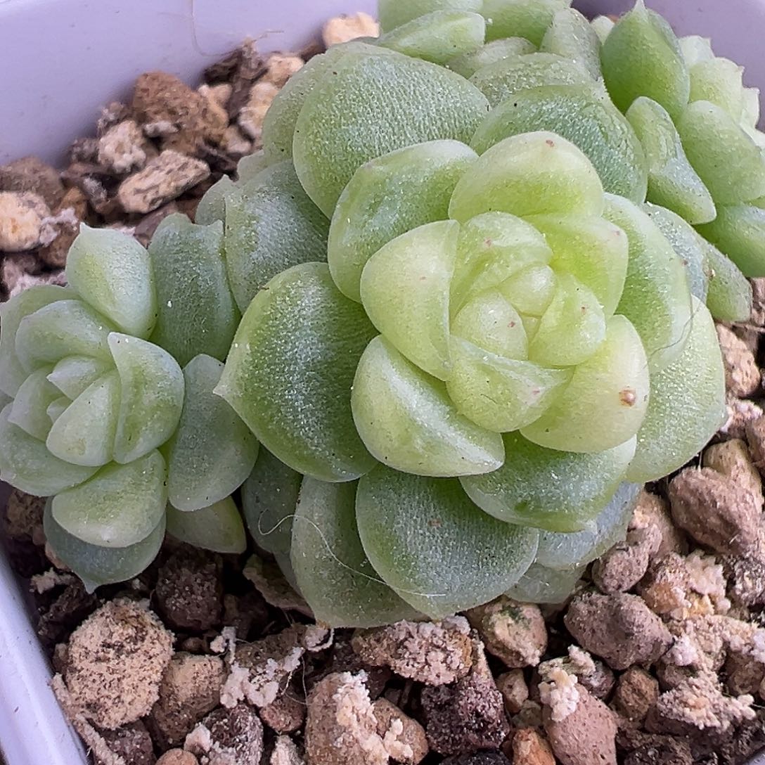 现金财富密码 四头。 
