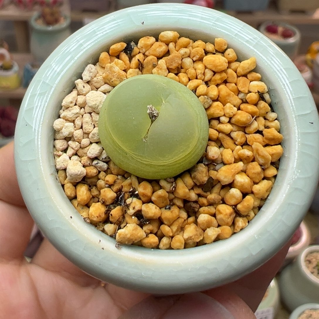 多肉植物16号拉登1.5厘米