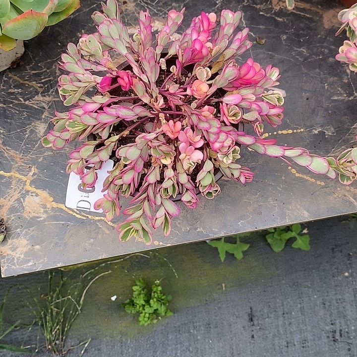 №***s050太阳花锦多肉植物