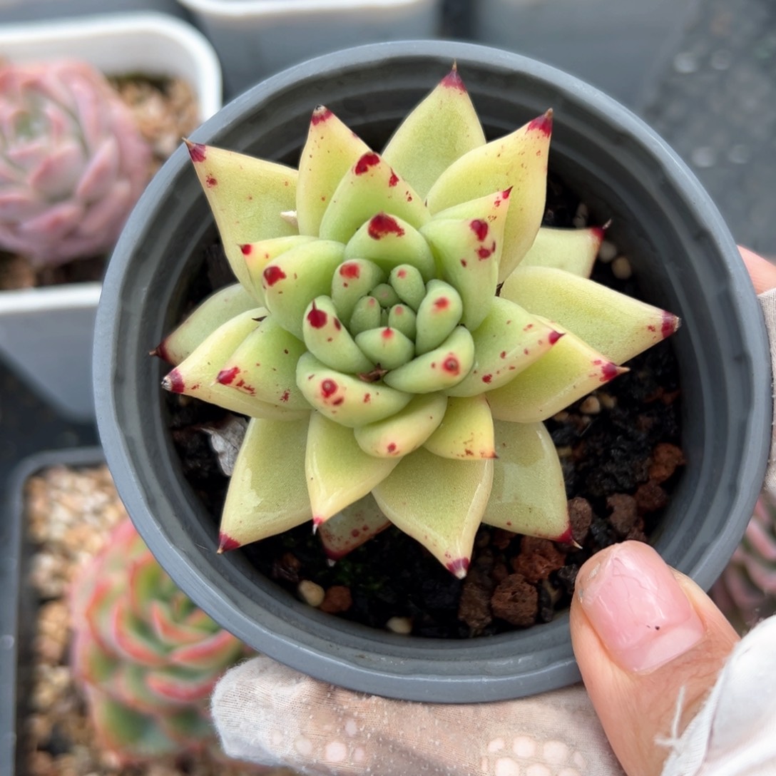 黄金玛丽亚（满38包邮）多肉