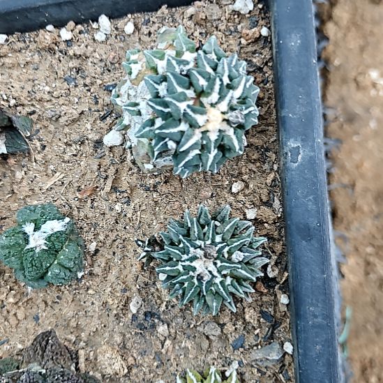 花友专拍一物一拍