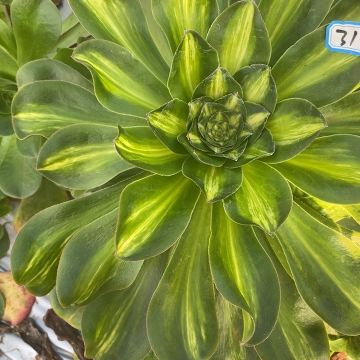 红陶31燕子中班锦锦锦