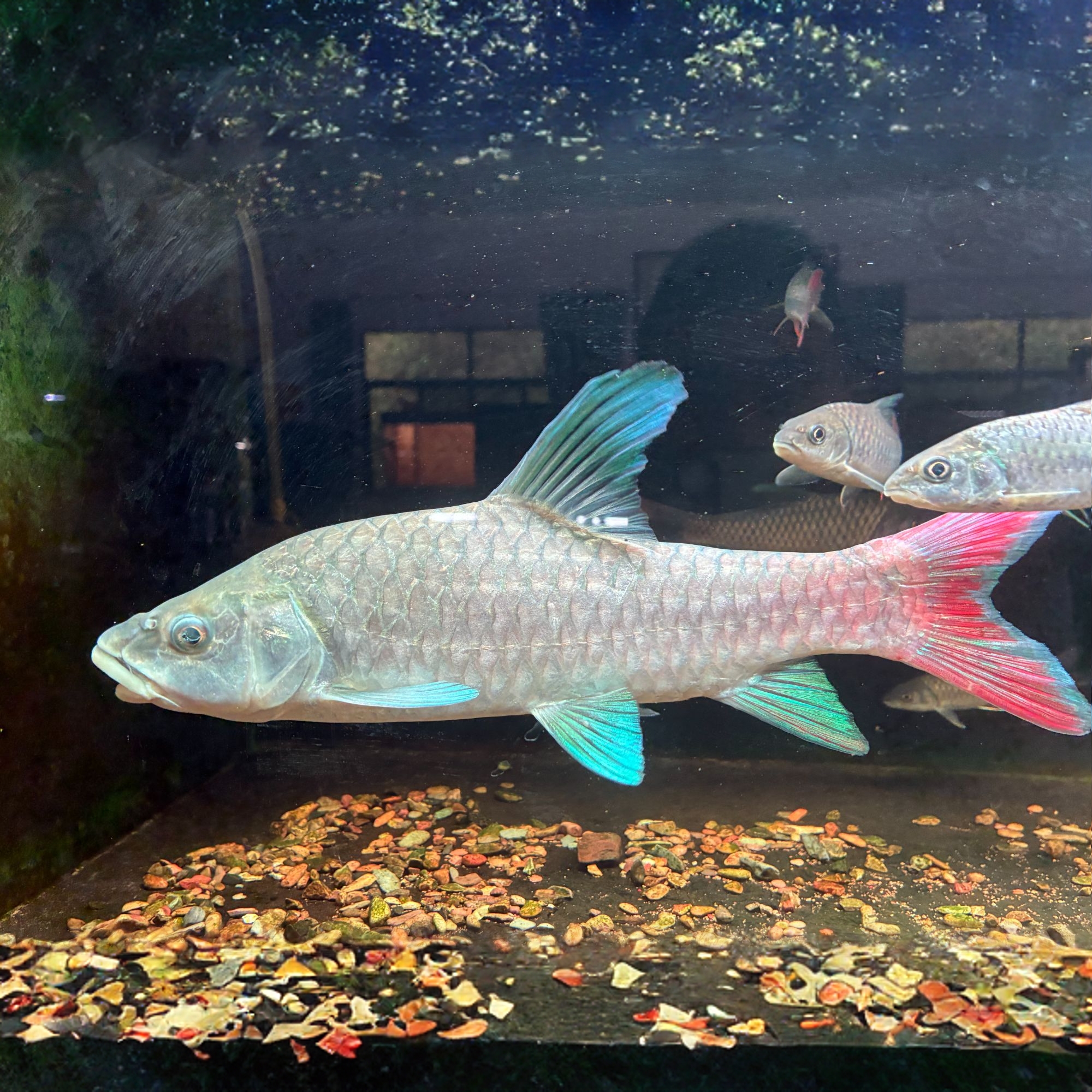 非洲彩虹吉罗 杀马特 蓝彩吉罗淡水活体吉罗鱼观赏鱼