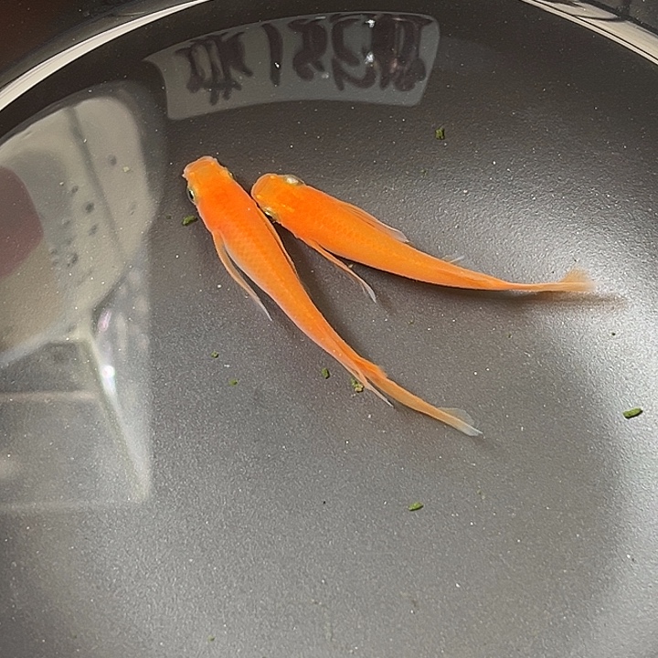 青鳉鱼真长鳍小野红帝2条46号