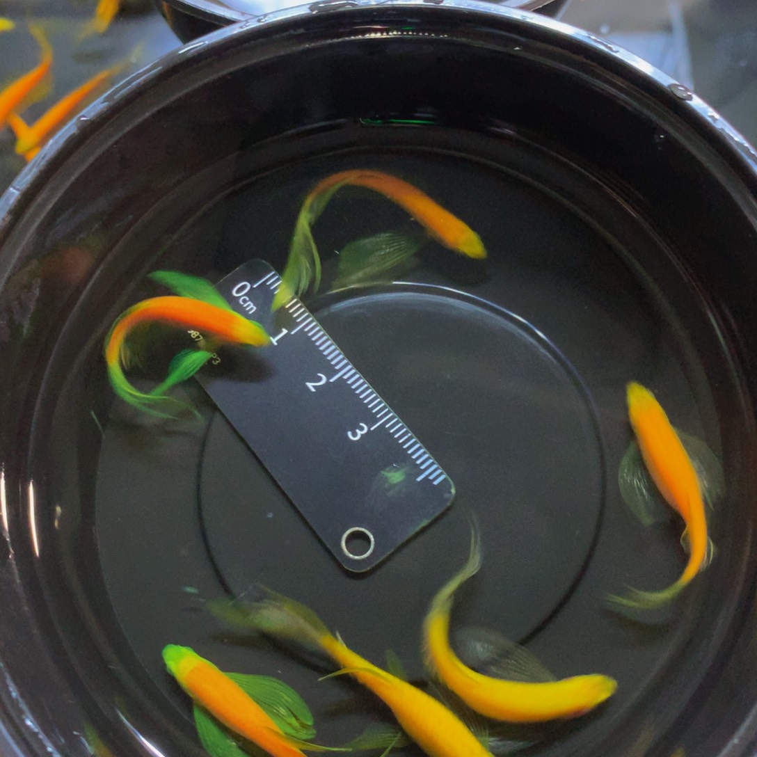 斑马鱼中号碟翼斑马混搭6条（3.5-4厘米）