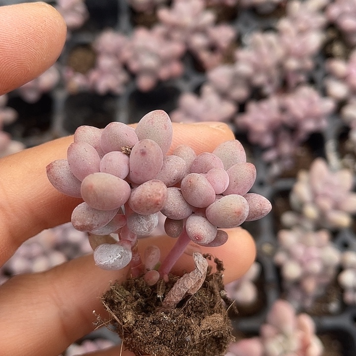 桃花奶发2颗满18包邮