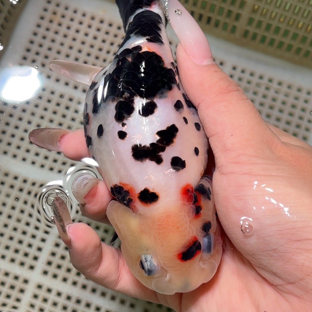 楊***'金鱼拍包装包邮，不拍包装运费到付