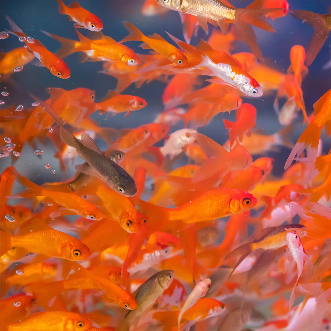 40条3-5cm草金鱼闯缸冷水鱼观赏鱼淡水鱼《不开袋报损，入缸不售后》