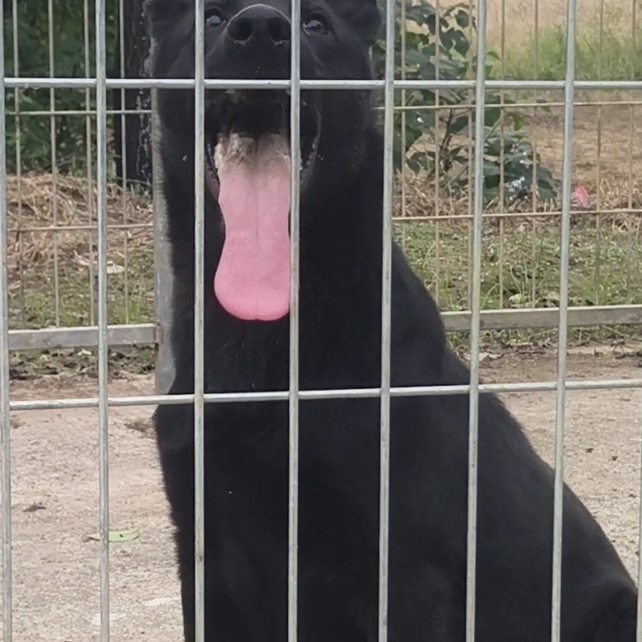 东德牧羊犬，纯黑公，进口姜戈后代，证书芯片齐全。
