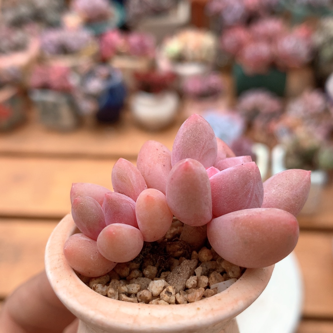 香水一物一拍 006