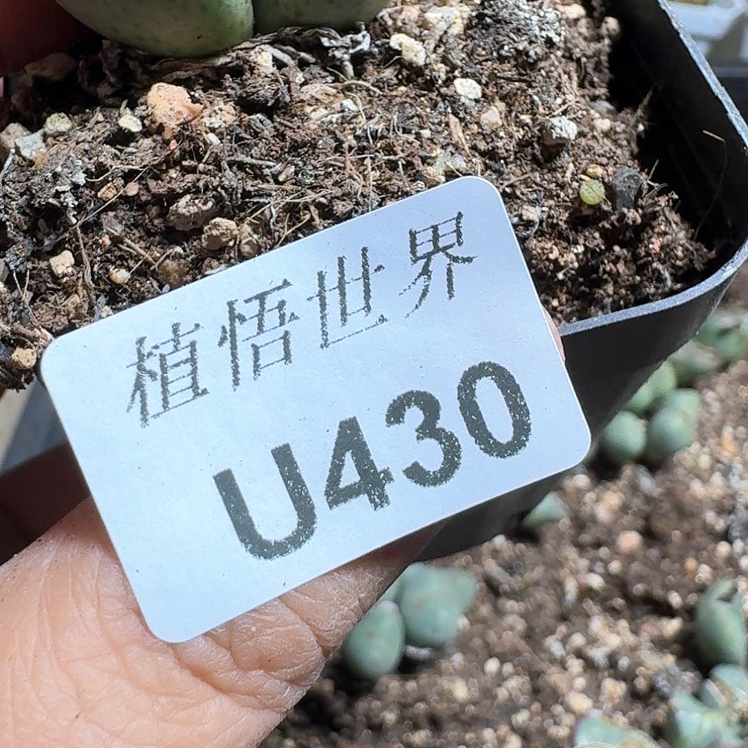 430号多肉植物哇gv