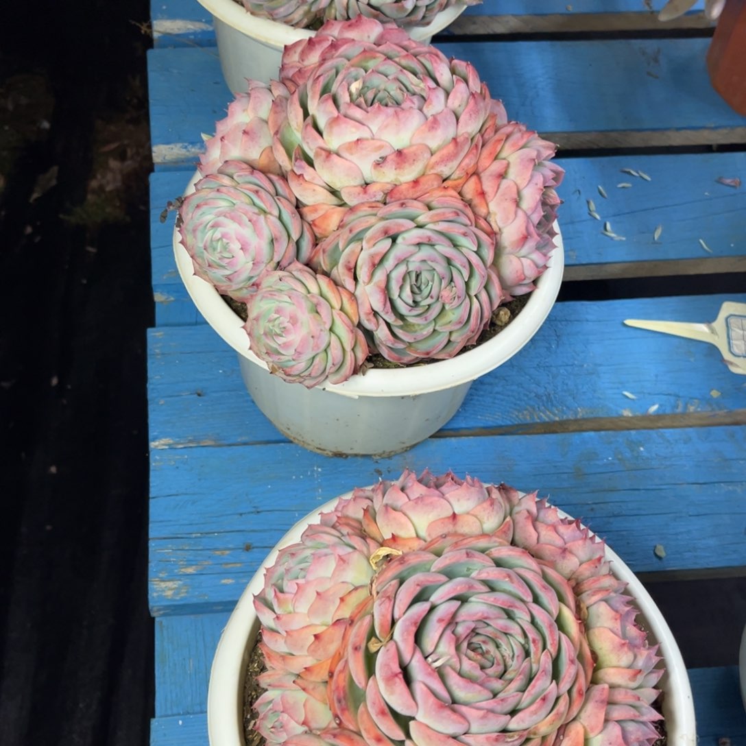 小雨多肉手捧侧影