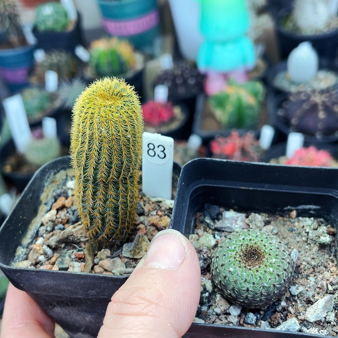 非偏远地区满25包邮仙人球