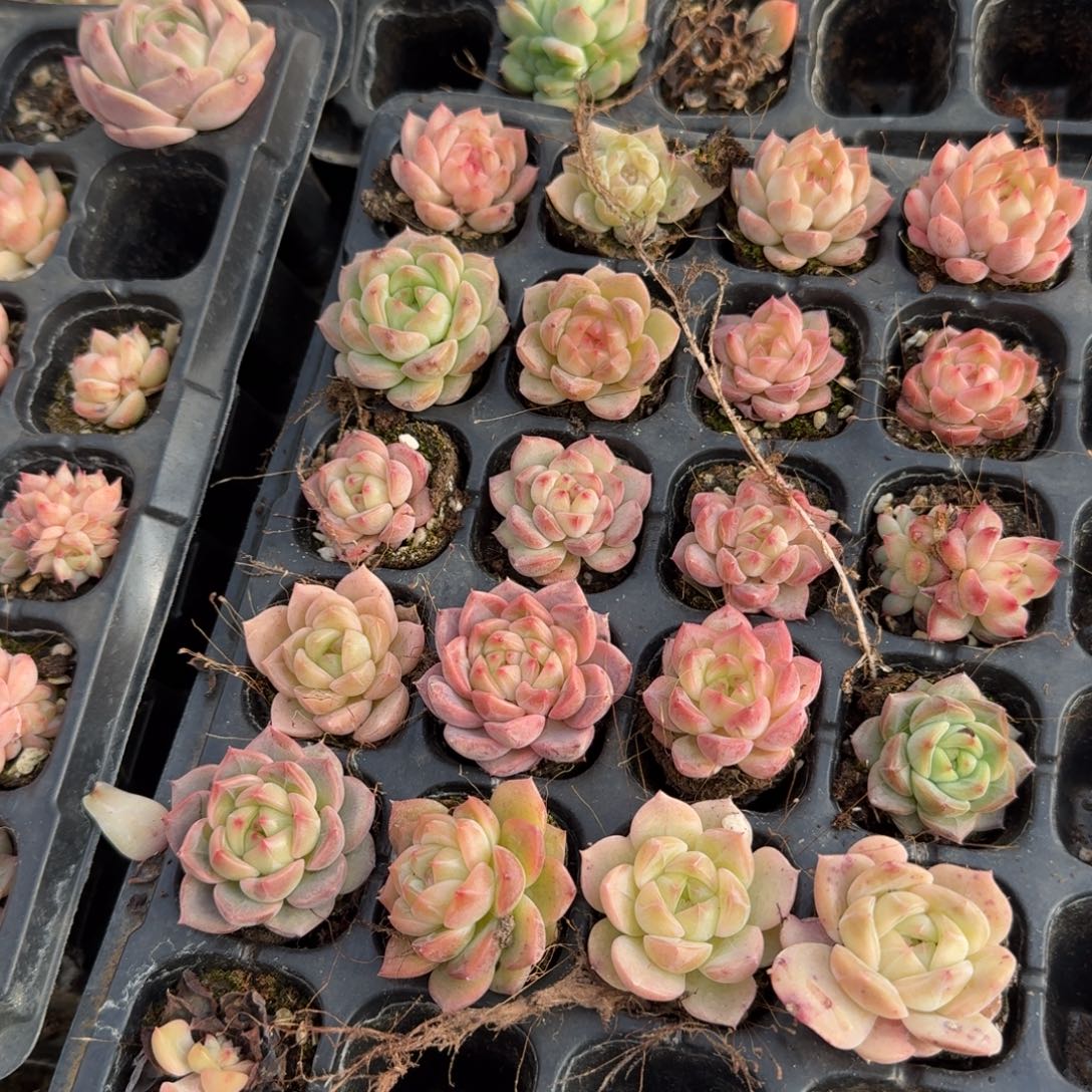 7-16带纹路珍妮二十颗量拍发货左七