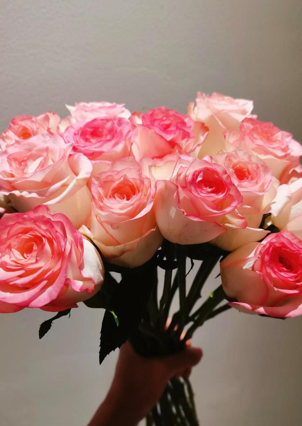 【艾莎玫瑰】云南鲜花浪漫带回家插花优质新鲜高品质