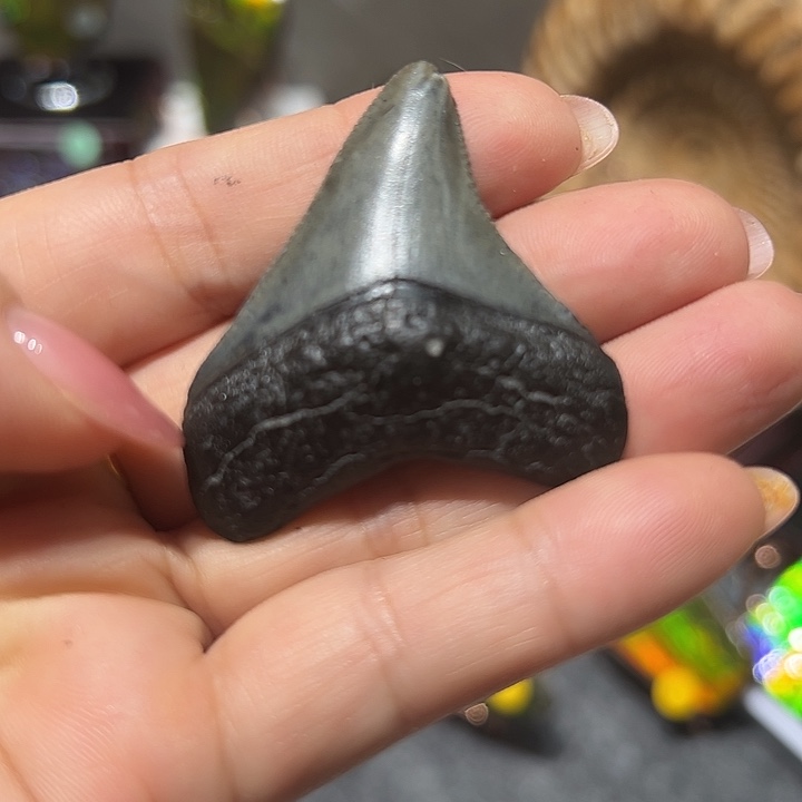 大***店石材家居装饰摆件巨齿牙