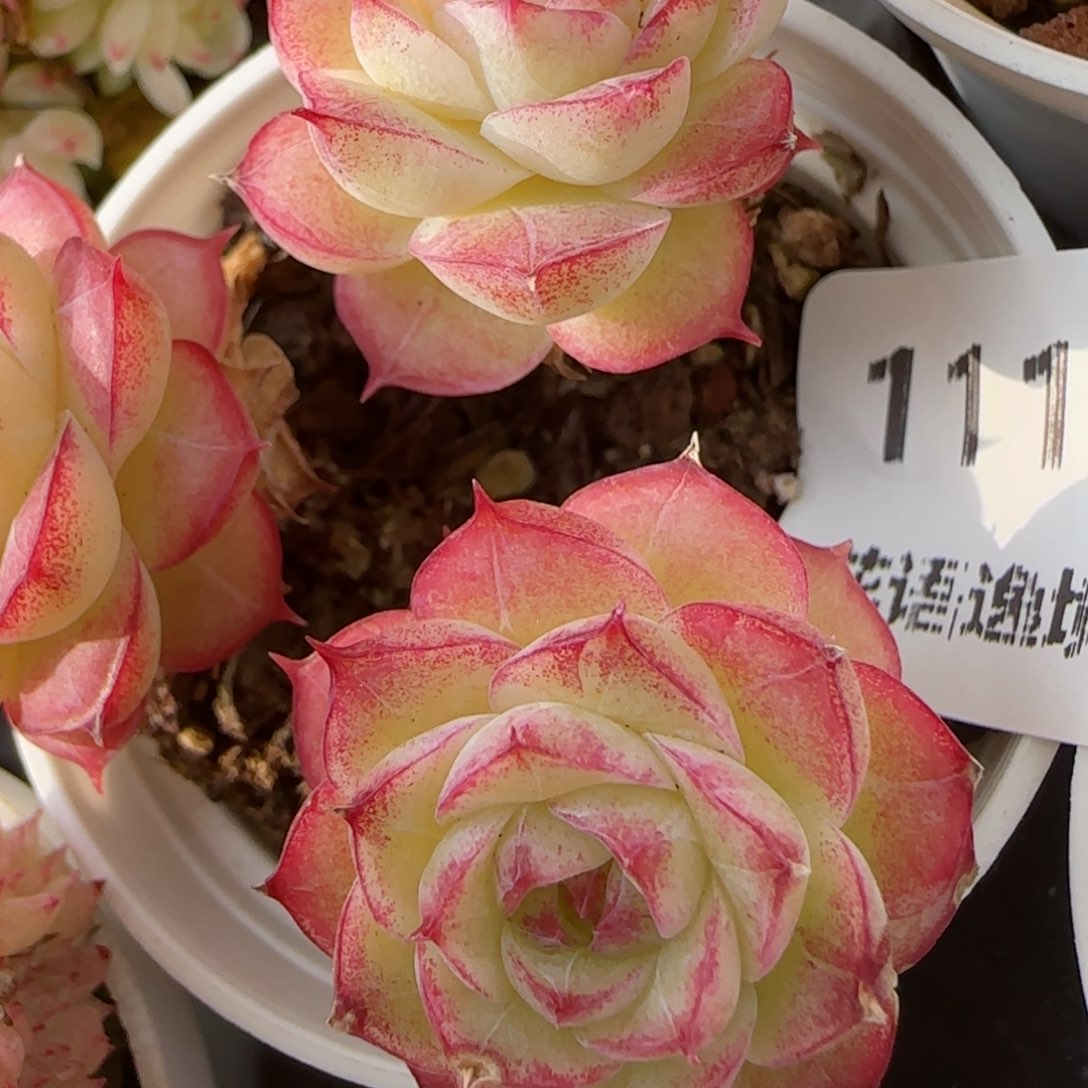 飘*花语逸境0214-111