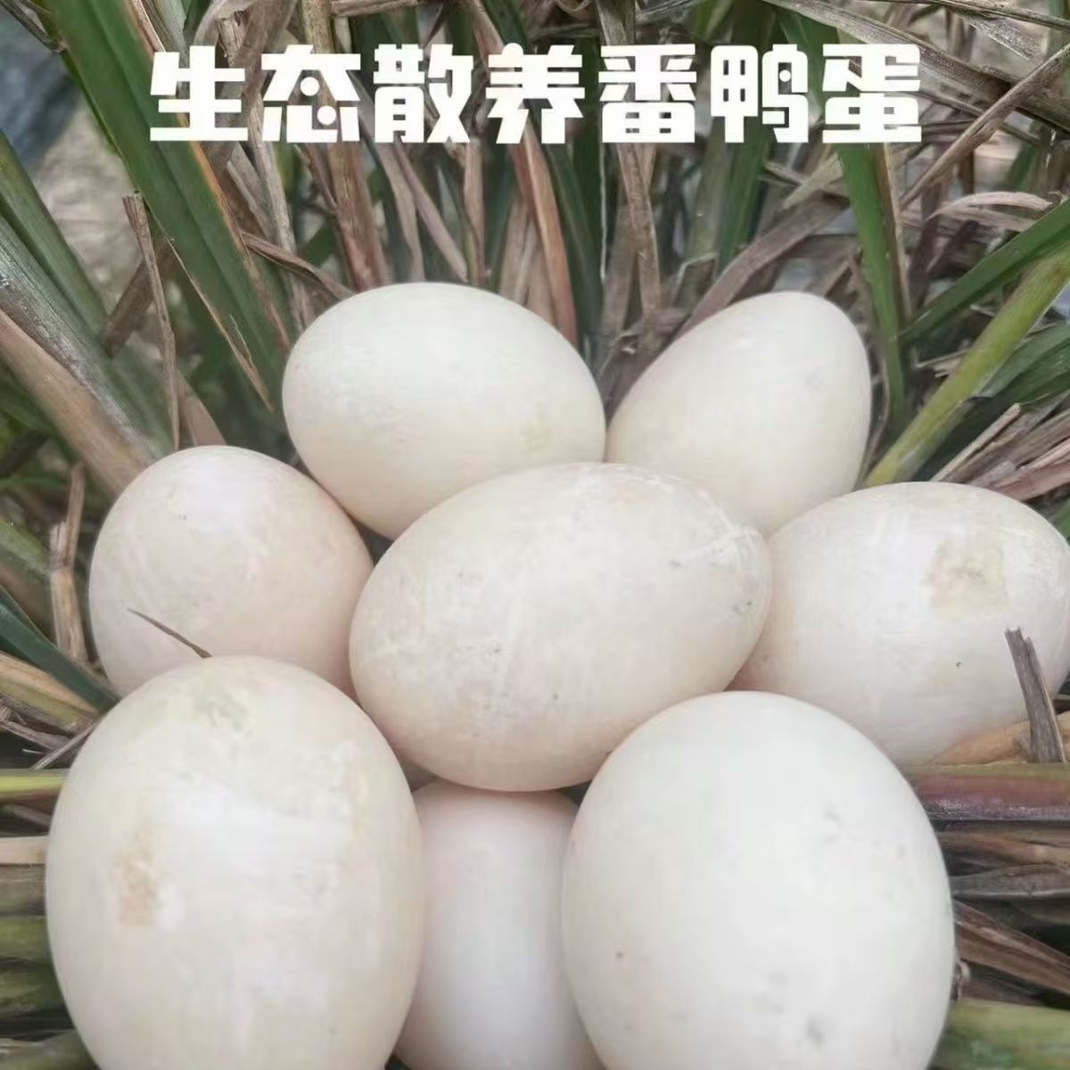 【顺丰包邮】农家老番鸭蛋新鲜正宗农家散养土鲜生鸭蛋