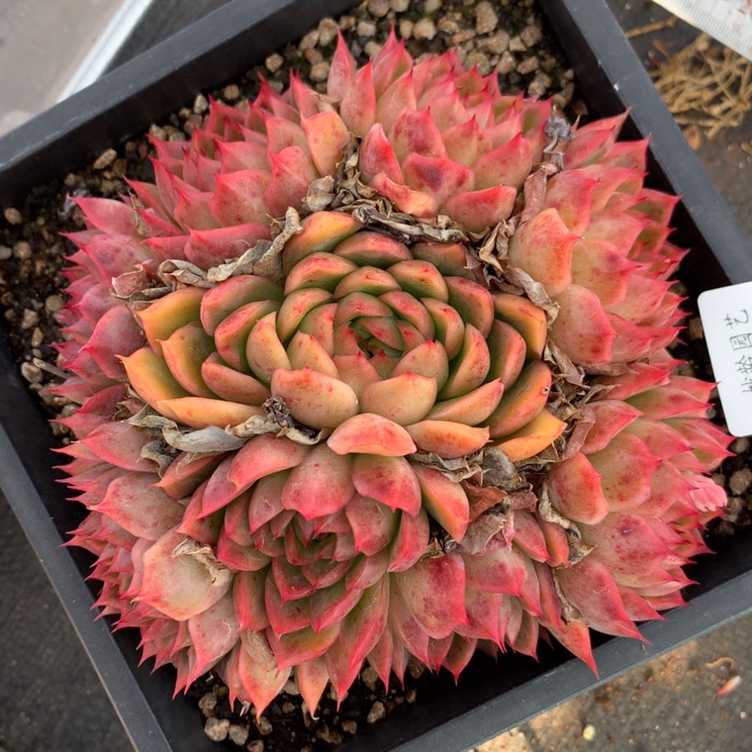 5009杂交多肉植物