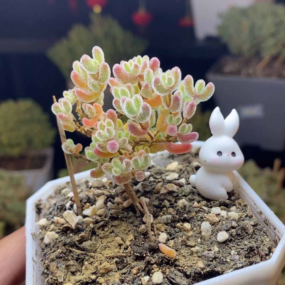 93号优选冰晶枝干多肉