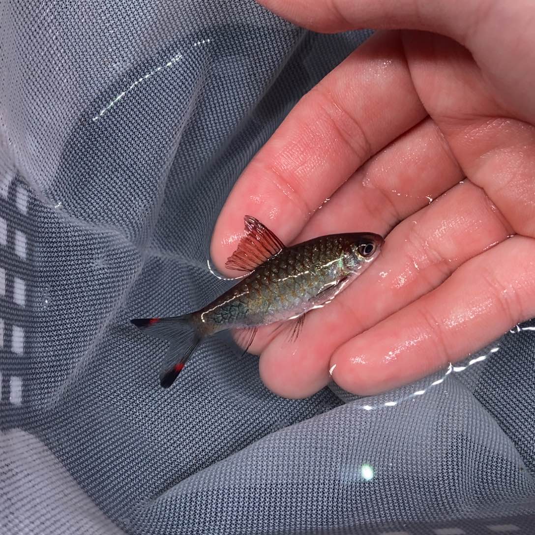 海水鱼道金斯鲃 红杂蓝黑影