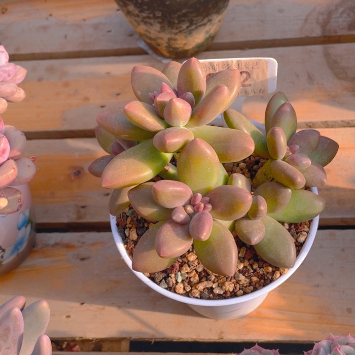 谢谢你的支持0000072