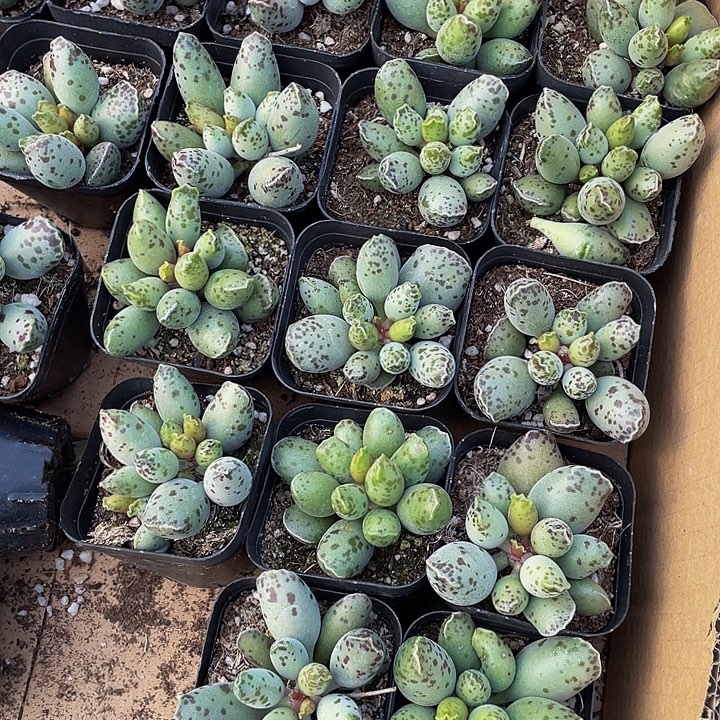 大海豹带盆土发货