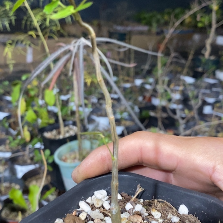 枫***㎏滔天带盆土发货植物
