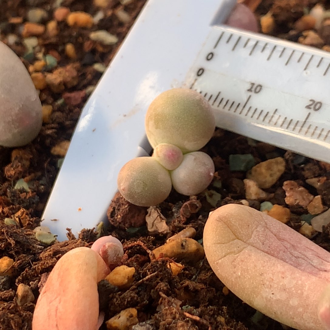 黄米可奶 不凑满28元发一片叶 不售后 到付 559