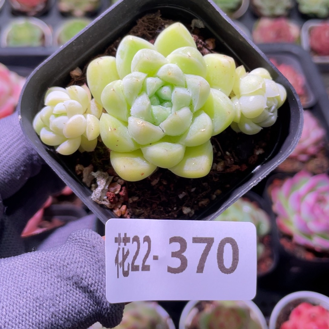 花利美22-370厚叶月影