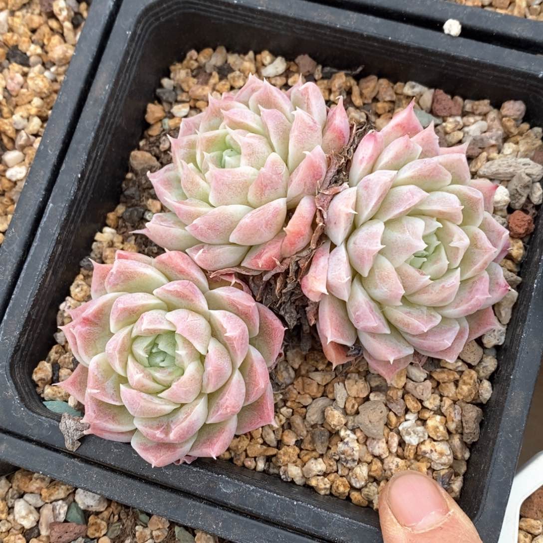 精品多肉一物一拍不包整113