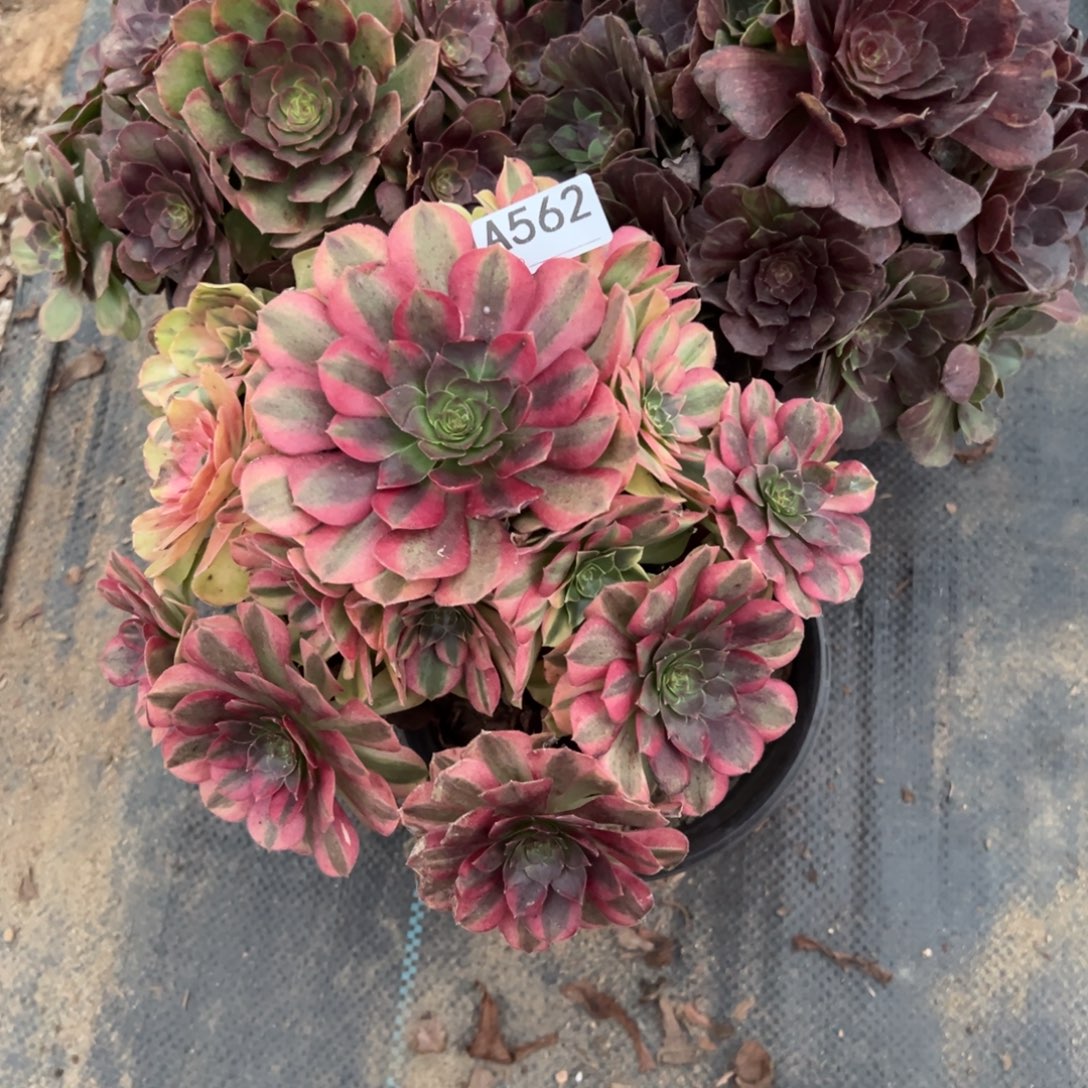 562三颗组合多肉植物