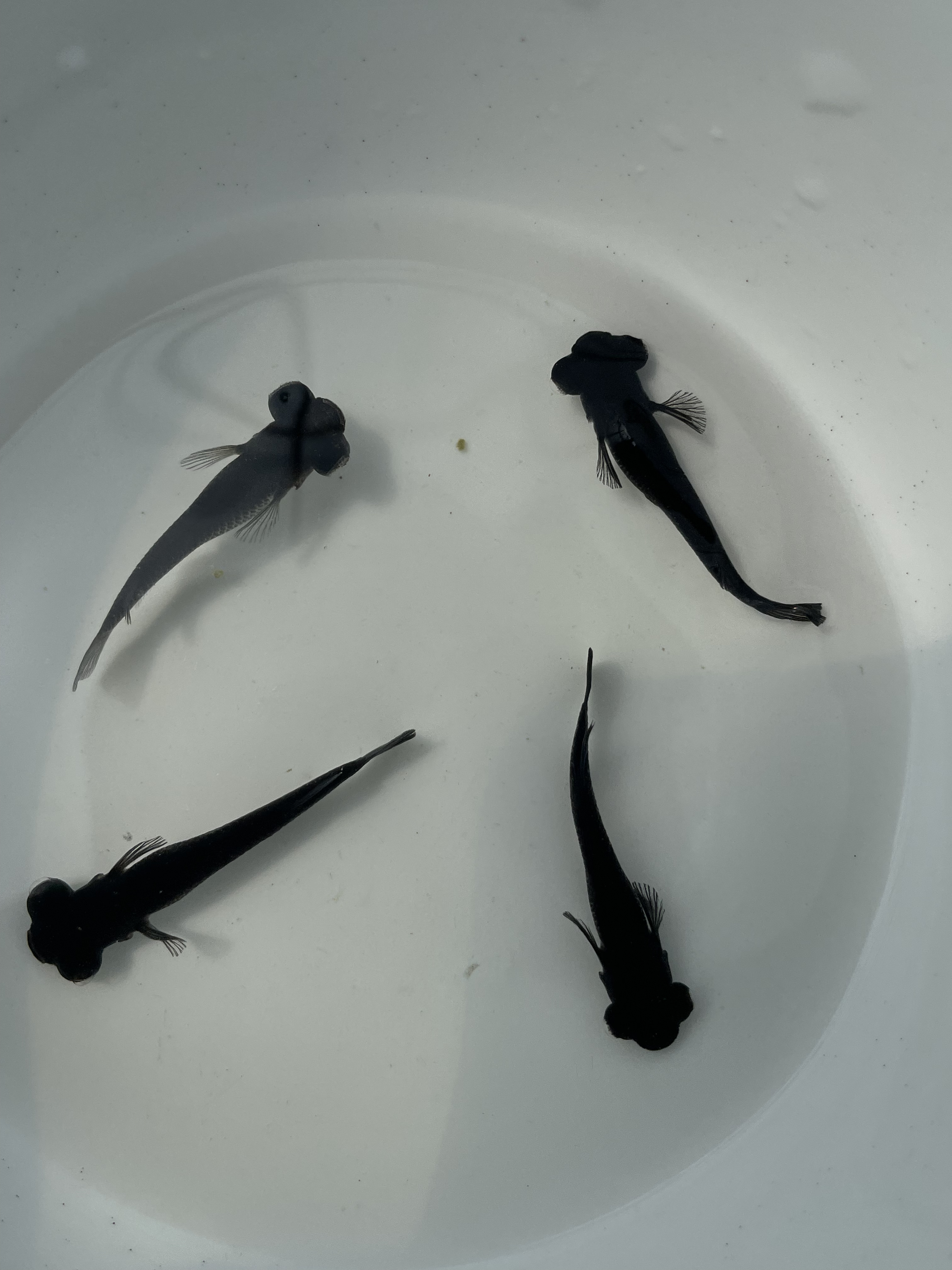 玄鸟关中子非鱼舍观赏青鳉小型冷水淡水鱼迷你黑龙睛迷你金鱼