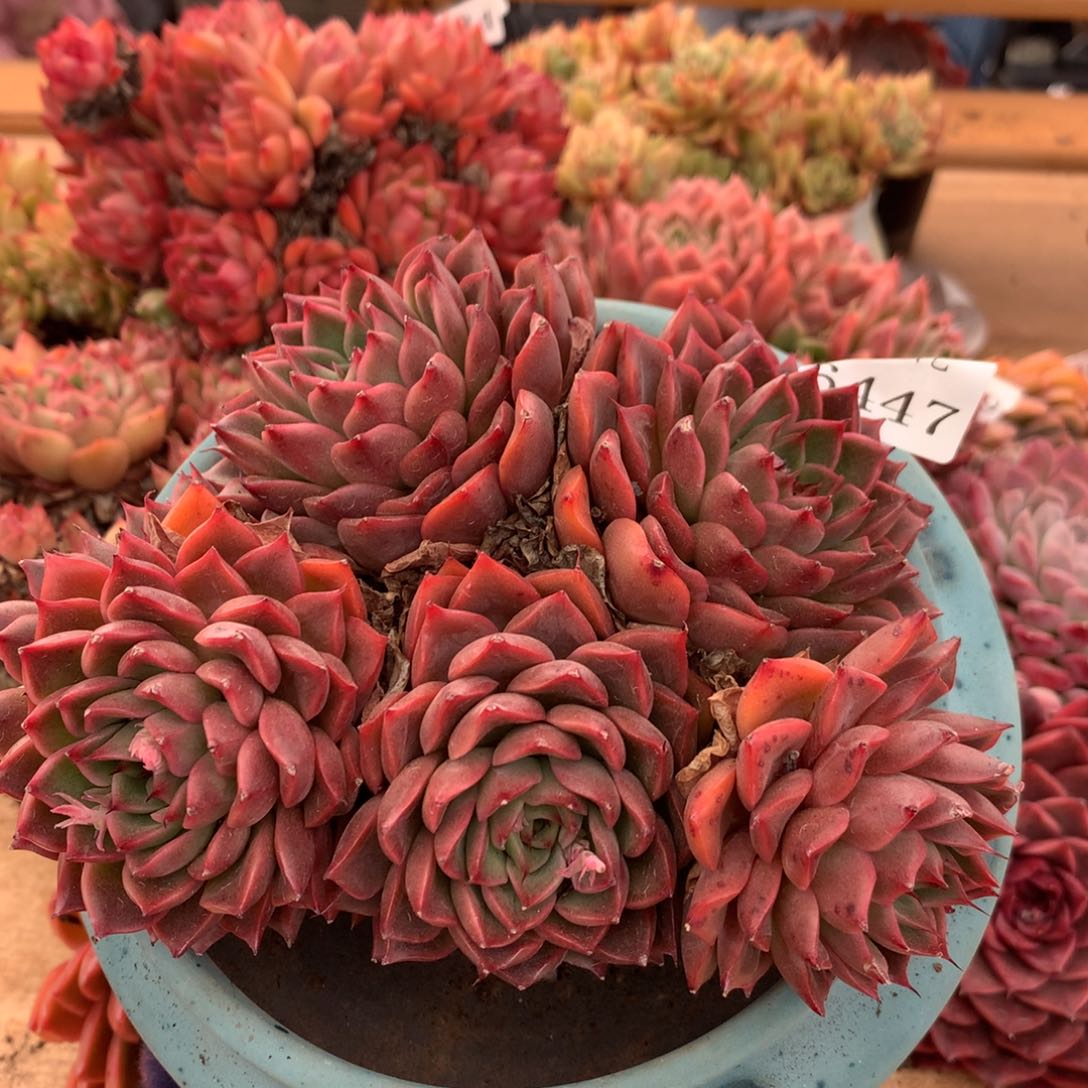 6447新年快乐发发发