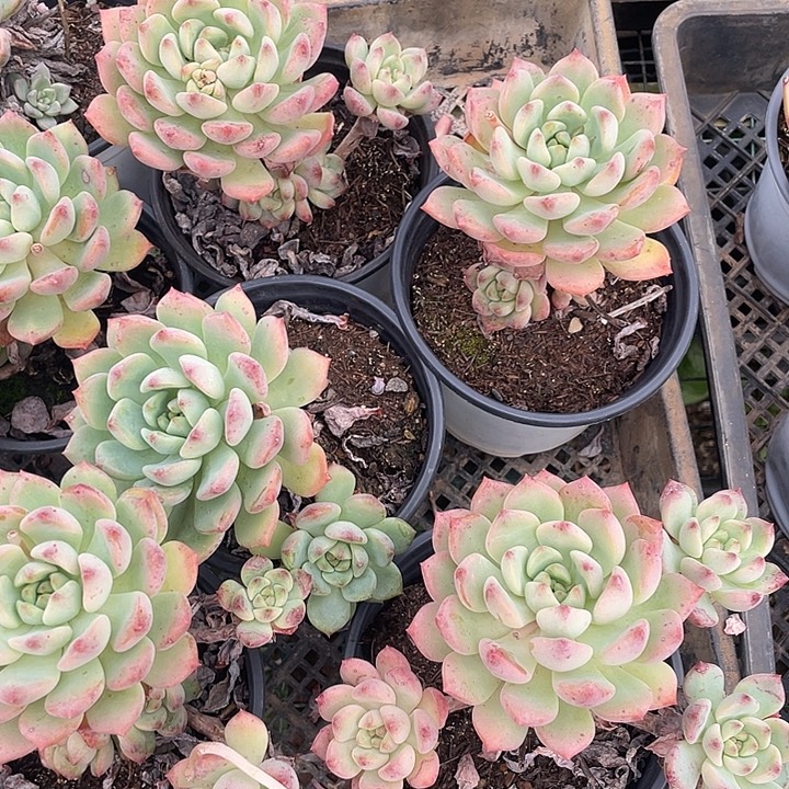 仙月。  量拍。 111111111