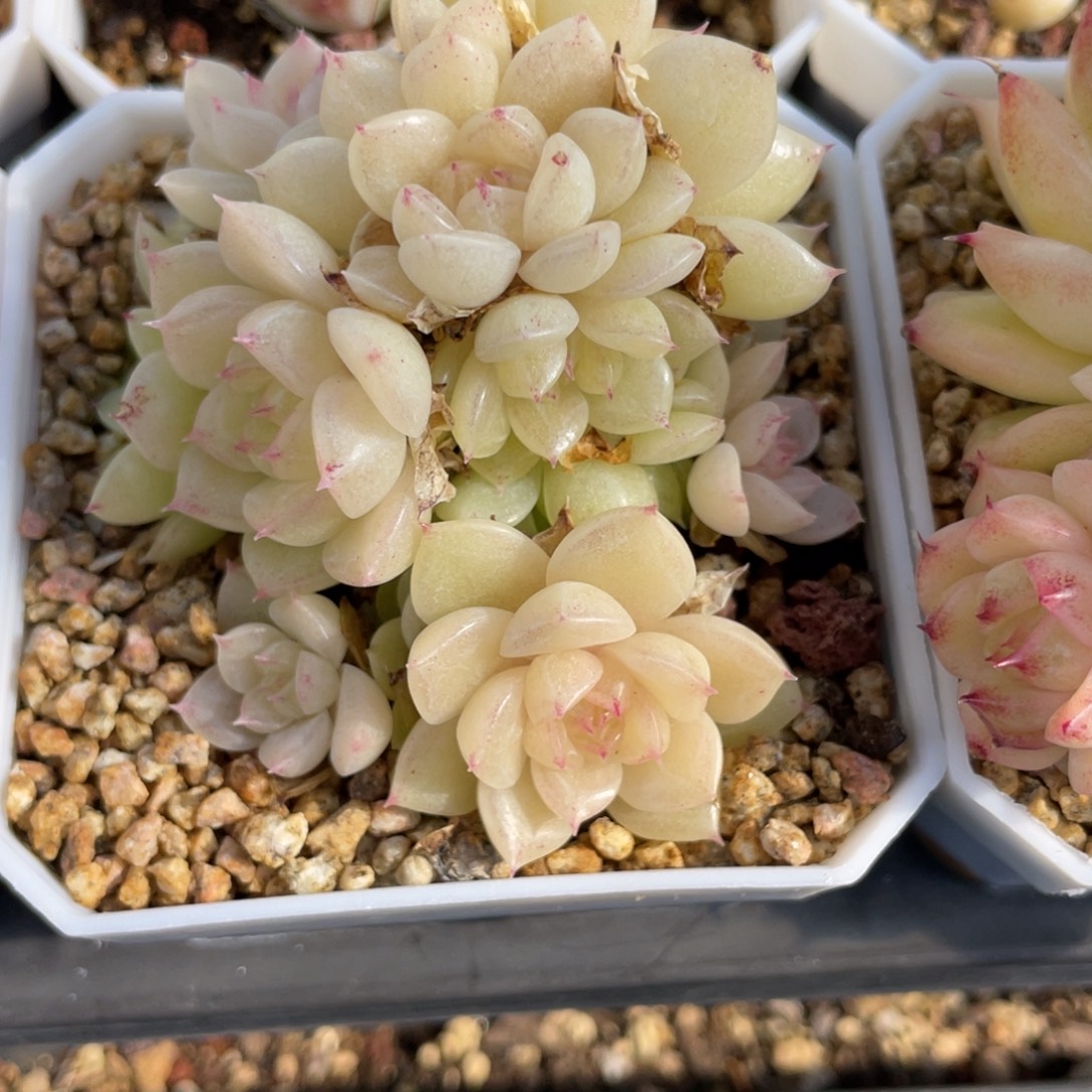 优选麦杆多肉福利2659