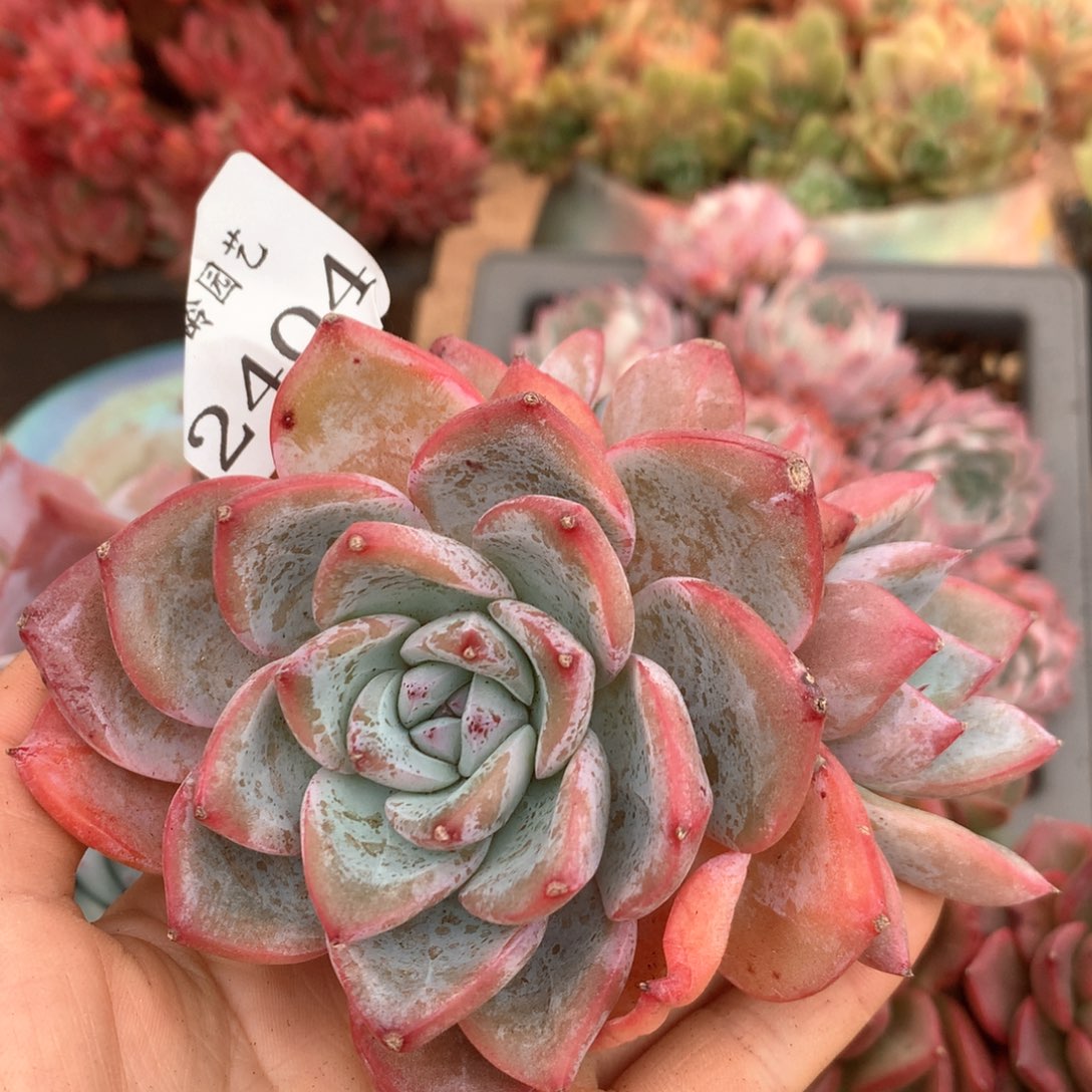 2404杂交多肉植物