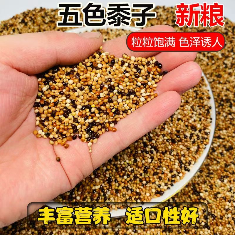 鹦鹉专用营养鸟粮鸟食5斤装厂家直发【包邮到家】