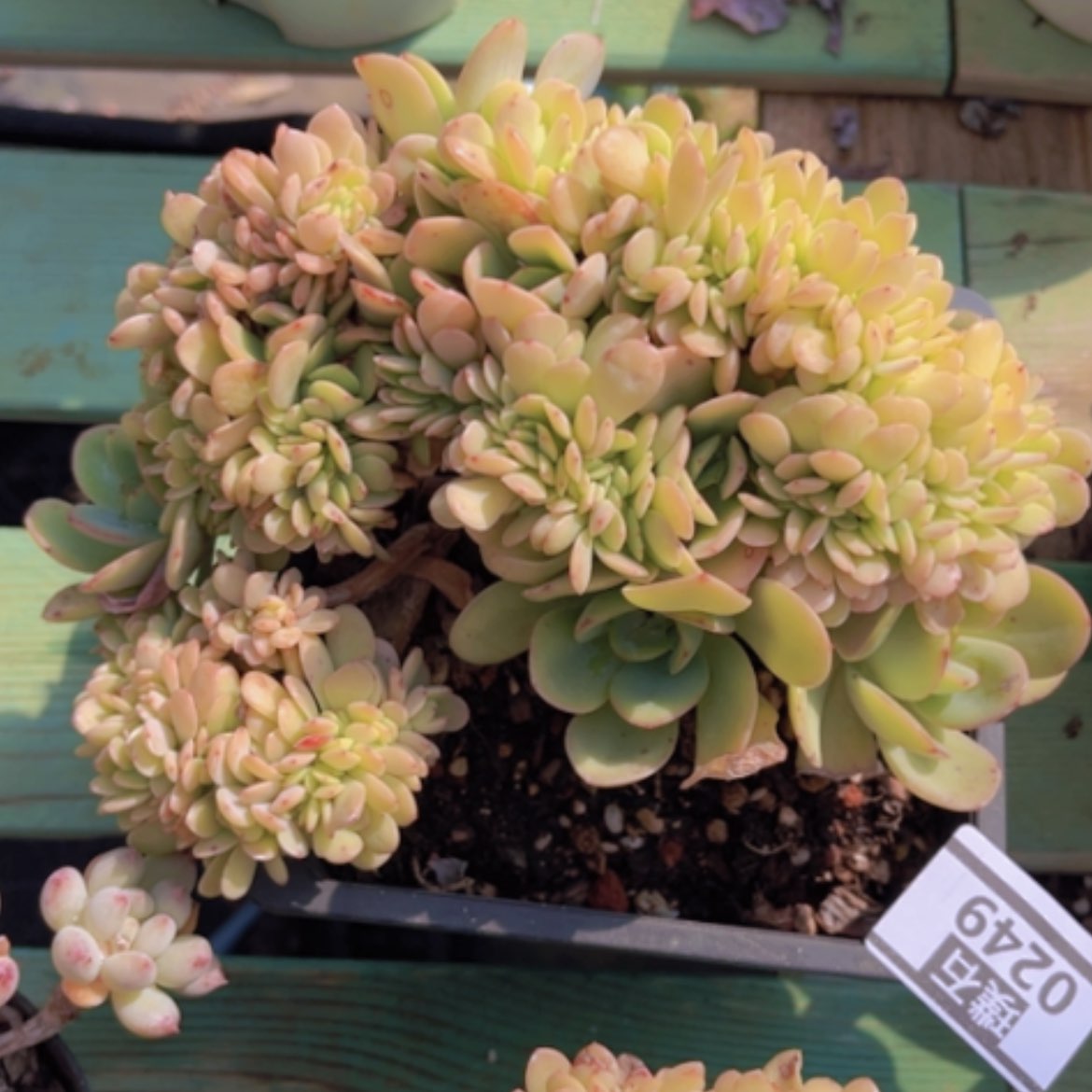 【闪购商品】雪碧缀0249