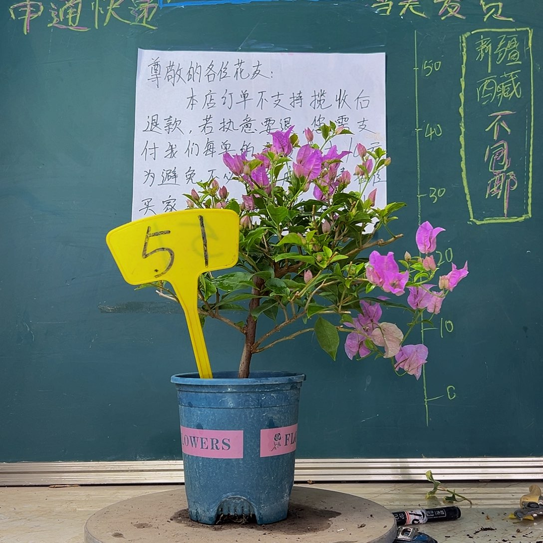 当前无花栽培后可以开花  巴西紫  51