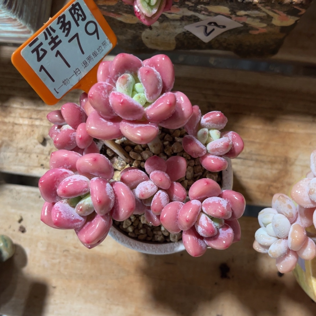 祖***言云尘多肉一物一拍不含盆1179