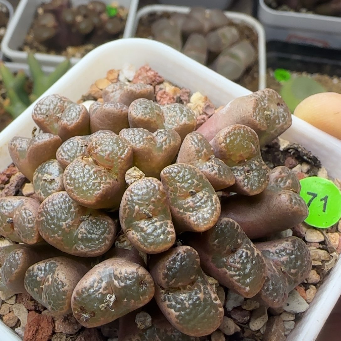 泡泡勋章大群生多肉71