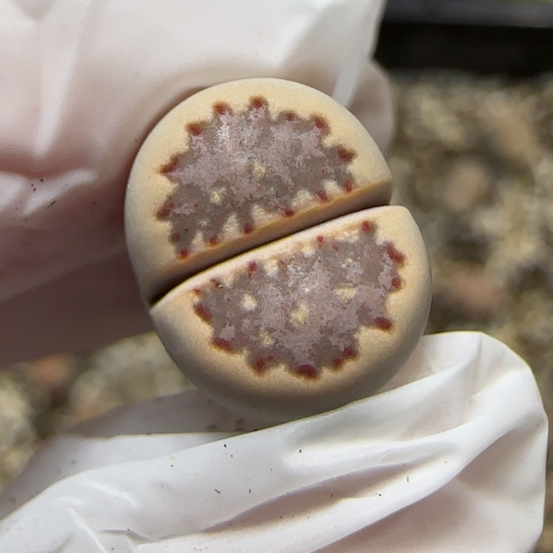 12.5.1621.013饼干.紫色花朵边边.9017尺寸1.2cm