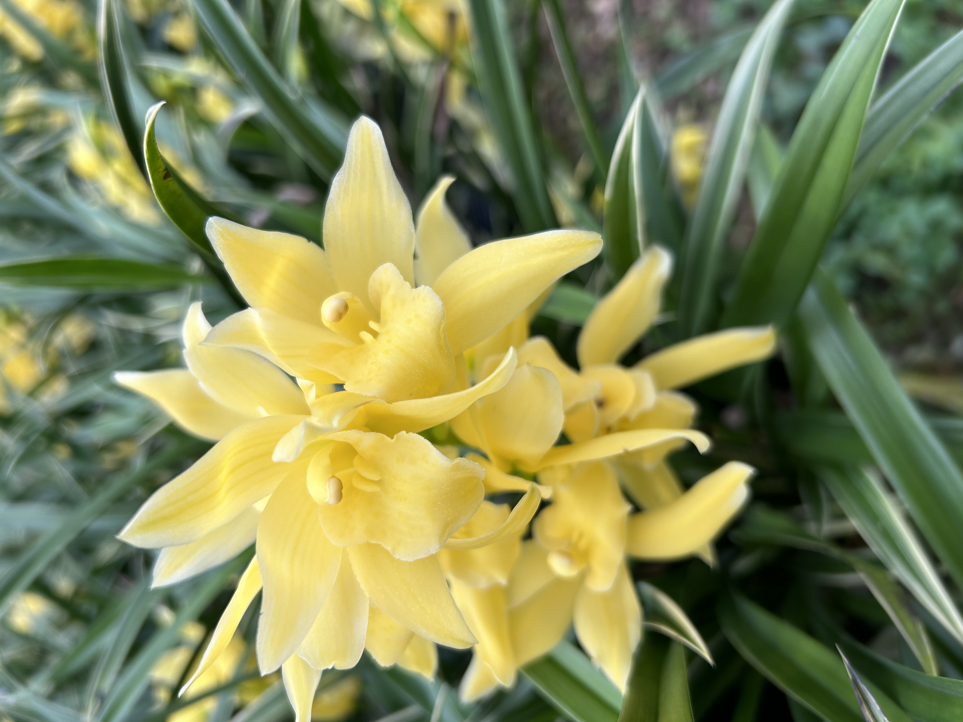 金边建兰【神童冠】绿植盆栽浓香型