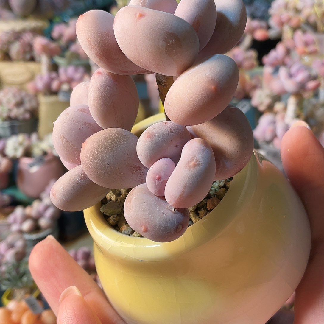 胖***米多肉植物的生长发育与生长