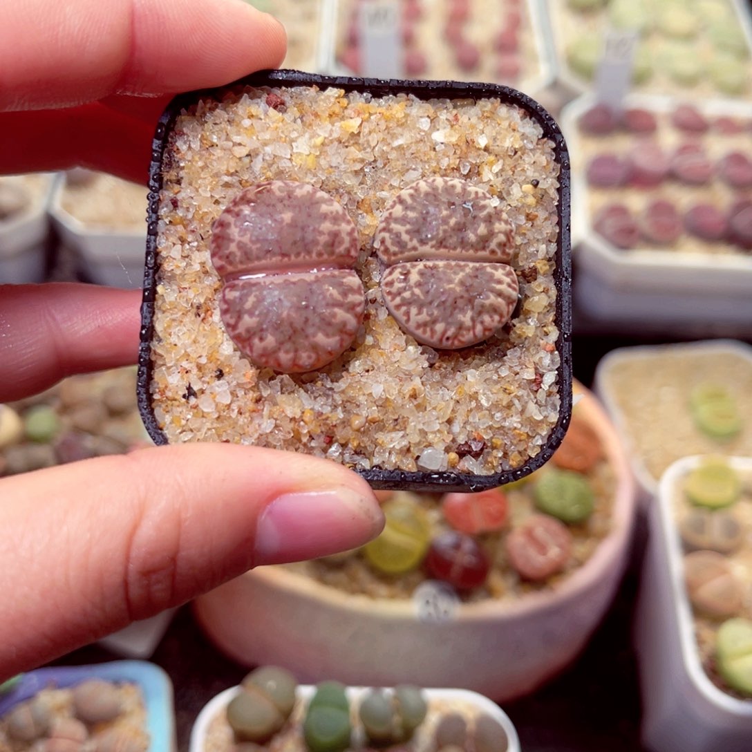 376号带盆包邮发货